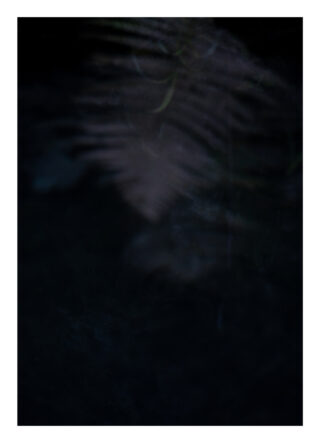 Vor einem dunklen, unscharfen Hintergrund ist ein verschwommenes Farnblatt teilweise sichtbar.