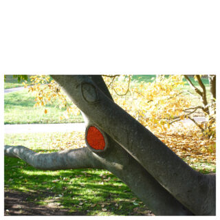 Ein Baumstamm mit einem großen ovalen Loch, das mit roten Ziegeln gefüllt ist; gelbe Blätter und grünes Gras umgeben den Baum in einer Parklandschaft.