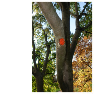 Ein Baumstamm mit einem runden Fleck leuchtend orangefarbener reflektierender Straßenmarkierungen, eingebettet in eine Asthöhle, umgeben von grünen und braunen Blättern.