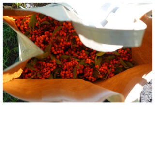 Eine wiederverwendbare Einkaufstasche, gefüllt mit Trauben kleiner orangefarbener Beeren und grüner Blätter, platziert auf Gras und Bürgersteig.