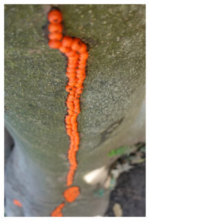 Eine Reihe kleiner, leuchtend orangefarbener Pilze oder Wucherungen säumt die strukturierte Oberfläche eines Baumstamms und erstreckt sich vertikal.