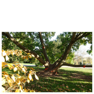 In einem grasbewachsenen Park steht ein großer Baum mit breiten, niedrigen Ästen, die mit roten Punkten markiert sind. Im Vordergrund sind gelbe Blätter zu sehen, durch die Sonnenlicht fällt.