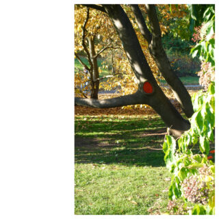 Ein Baum mit einem dicken, niedrigen Ast, der durch einen roten Kreis markiert ist, wächst in einem grasbewachsenen Park mit Herbstlaub. Im Vordergrund stehen Sträucher mit violetten Blüten.