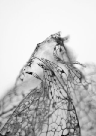 Nahaufnahme einer zarten, skelettartigen Blattstruktur mit weißem Hintergrund, die komplizierte Adern und ein teilweise transparentes, spitzenartiges Aussehen zeigt.