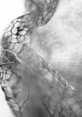 Nahaufnahme, Schwarzweißbild eines zarten, zerrissenen Netz- oder Spitzenmaterials mit einem organischen, netzartigen Muster und einem weichen, unscharfen Hintergrund.