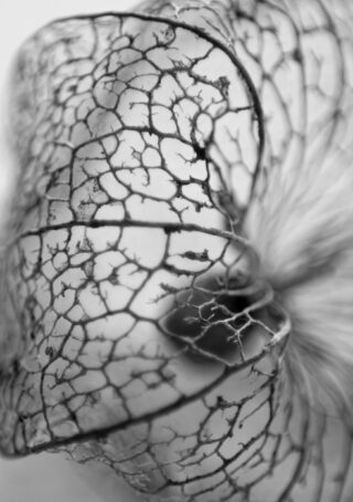 Nahaufnahme eines zarten, getrockneten Blattes mit einem Netzwerk aus komplizierten, transparenten Adern, fotografiert in Schwarzweiß.