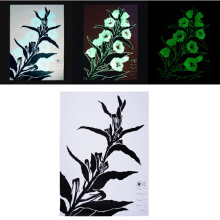 Vier Bilder eines botanischen Drucks zeigen das Kunstwerk in unterschiedlichem Licht über einer standardmäßigen Schwarzweißversion derselben Blumenillustration auf weißem Hintergrund.