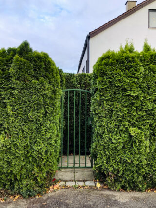 Zwischen zwei hohen, dichten Hecken steht vor einem weißen Haus mit Ziegeldach ein grünes Metalltor.