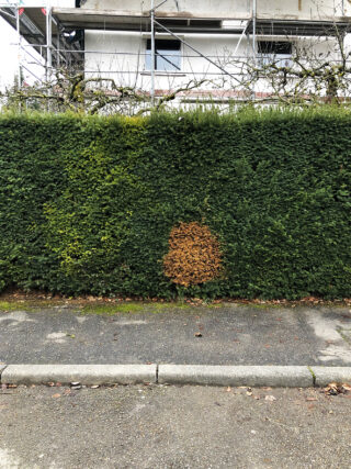 Vor einem Bürgersteig und einem teilweise errichteten Gebäude steht eine grüne Hecke mit einem deutlich erkennbaren, runden braunen Fleck in der Mitte.