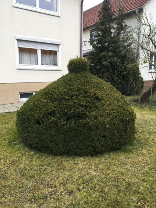 Ein kuppelförmiger Busch mit einem kleineren runden Formschnitt darauf steht auf einer Rasenfläche vor einem Haus mit weißen Wänden und braunen Dachziegeln.