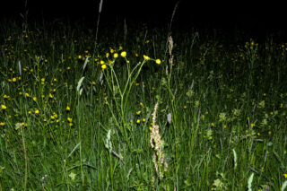 Ein Fleck mit hohem Gras und gelben Wildblumen wird nachts beleuchtet, während der umgebende Hintergrund im Dunkeln liegt.