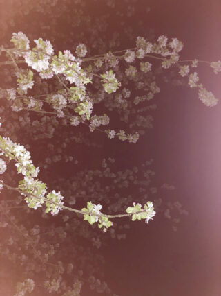 Blühende Zweige mit kleinen weißen Blüten sind vor einem dunklen Hintergrund zu sehen, der von hellem Licht angestrahlt wird.