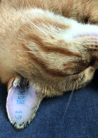 Nahaufnahme des Gesichts einer auf der Seite liegenden roten Katze. Im Ohr der Katze ist eine Tätowierung mit blauen Punkten zu sehen.