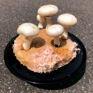 Eine Gruppe von fünf weißen Pilzen, die aus einem Myzelblock auf einer schwarzen Platte wachsen, die auf einer Asphaltoberfläche platziert ist.