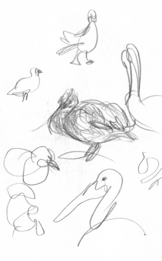 Bleistiftskizzen verschiedener Vögel in unterschiedlichen Posen, darunter stehend, sitzend und sich putzend, gezeichnet mit lockeren, ausdrucksstarken Linien.