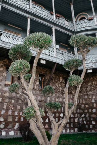 Vor einem alten Steingebäude mit verzierten Holzbalkonen steht ein beschnittener Baum mit runden Blattbüscheln.