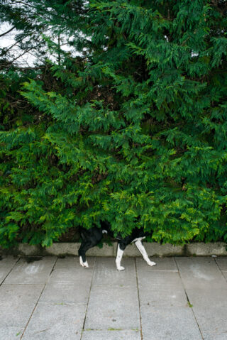 Ein schwarz-weißer Hund ist teilweise hinter dichten grünen Büschen versteckt, nur seine Beine und ein Teil seines Körpers sind auf einem Steinpflaster sichtbar.