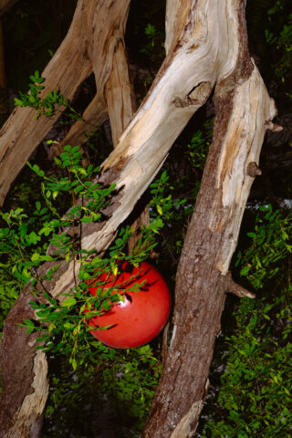 Ein roter Ball ist zwischen Ästen und grünem Laub eingeklemmt.