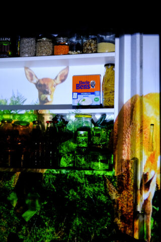 Projektion einer Hirsch- und Außenszene über Küchenregalen, die mit Einmachgläsern, Nudeln und einer Packung Uncle Ben’s-Reis gefüllt sind.