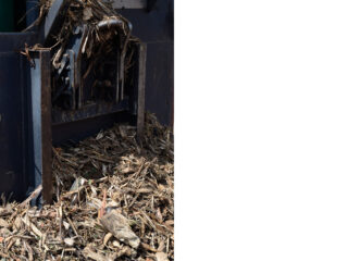 Eine Holzhäckslermaschine wirft zerkleinerte Holzreste und Rinde auf den Boden.