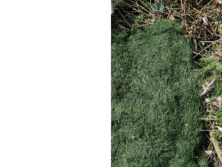 Auf der rechten Seite des Bildes liegt ein Haufen frisch geschnittener Grasschnitte neben Pflanzen und trockenen Zweigen auf dem Boden, auf der linken Seite befindet sich ein leerer weißer Bereich.