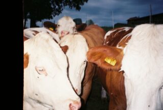 Eine Nahaufnahme von vier braun-weißen Kühen, die unter einem bewölkten Himmel zusammen auf einer Weide stehen. Gelbe Ohrmarken sind zu sehen.