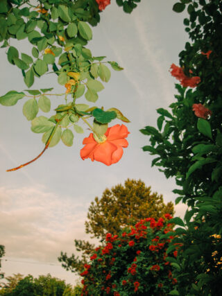 Einzelne orangefarbene Rose hängt an einem Ast mit grünen Blättern, umgeben von Büschen und Bäumen unter einem bewölkten Himmel bei Sonnenuntergang.
