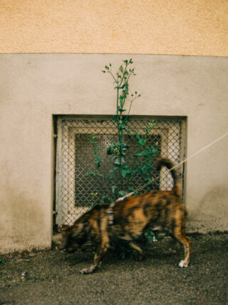 Ein braun gestromter Hund an der Leine schnüffelt am Boden vor einem kleinen, vergitterten Fenster in einer strukturierten beigen Wand, in deren Mitte ein hohes Unkraut wächst.