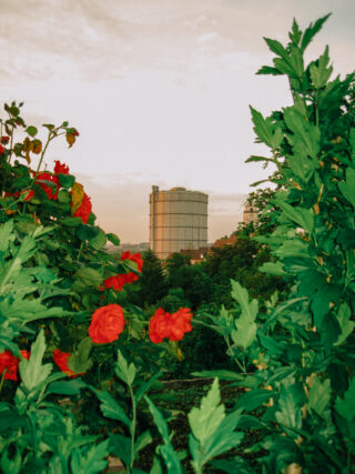 Gaskessel mit Blumen und Sträuchern im Vordergrund.