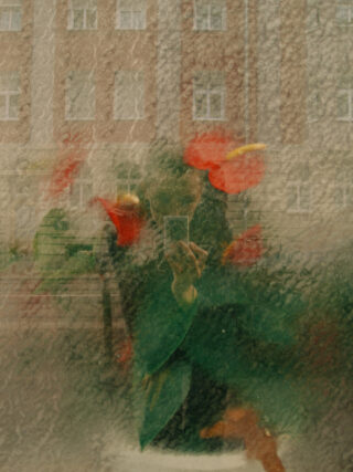 Eine Person macht ein Foto von ihrem Spiegelbild in einem strukturierten Glasfenster, hinter dem Blumen und ein Gebäude sichtbar sind.