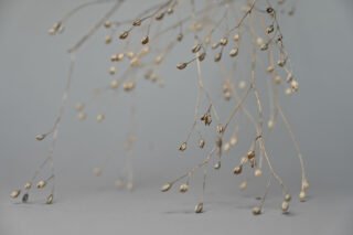 Nahaufnahme zarter, getrockneter Pflanzenstängel mit kleinen Samenkapseln vor einem schlichten, hellgrauen Hintergrund.