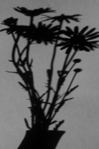 Schatten einer Vase mit mehreren gänseblümchenartigen Blumen, projiziert auf einen schlichten, hellen Hintergrund.