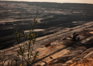 Im Vordergrund ist eine kleine Blattpflanze zu sehen, im Hintergrund sind ein großer Tagebau und verschwommen Bergbaumaschinen zu sehen.