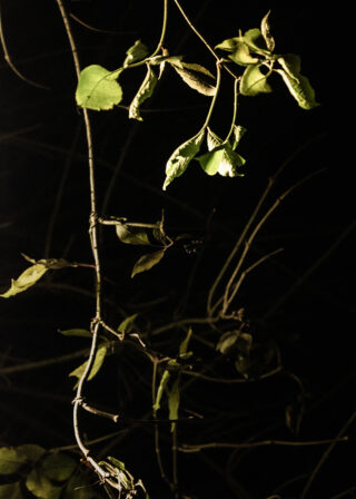 Dünne Äste mit spärlichen grünen Blättern werden nachts vor einem dunklen, schwarzen Hintergrund beleuchtet.