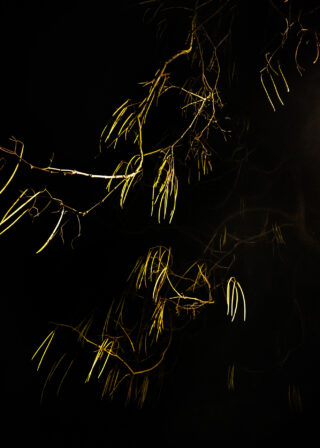 Dünne Zweige mit schmalen Blättern werden vor einem dunklen, schwarzen Hintergrund beleuchtet.