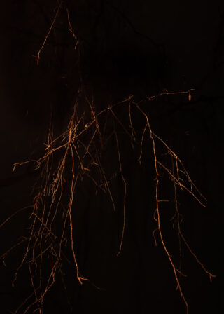 Dünne, blattlose Äste werden vor einem dunklen Hintergrund von einem warmen Licht angestrahlt.
