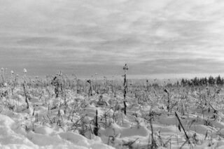 Ein schneebedecktes Feld mit trockenen Pflanzen und Gräsern, die unter einem bewölkten Himmel aus dem Boden ragen; am Horizont sind Bäume sichtbar.