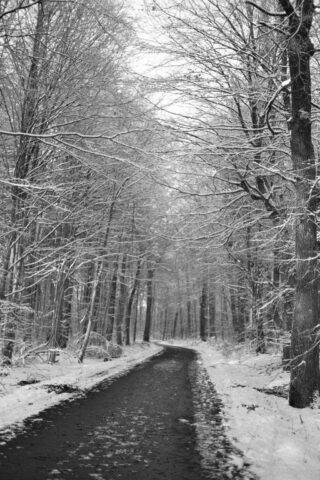 Ein schmaler Pfad schlängelt sich durch einen Wald mit kahlen, schneebedeckten Bäumen und schafft eine Winterlandschaft in Schwarzweiß.