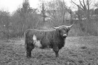 Eine Hochlandkuh mit langen Hörnern und zotteligem Fell steht auf einer Wiese mit Bäumen und Gebäuden im Hintergrund.