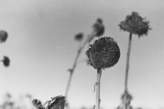 Ein Schwarzweißfoto von verwelkten Sonnenblumen mit trockenen, dunklen Köpfen vor einem blassen Himmel.