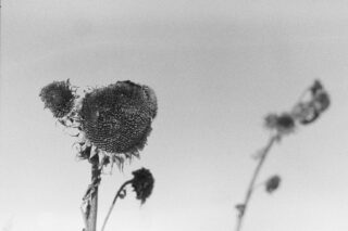 Schwarzweißfoto von verwelkten Sonnenblumen vor einem klaren Himmel, wobei die Hauptsonnenblume scharf dargestellt ist und die anderen im Hintergrund unscharf sind.