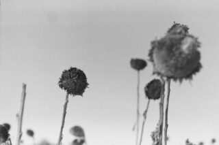 Schwarzweißfoto von getrockneten Sonnenblumenköpfen auf hohen Stielen vor einem klaren Himmel, wobei einige scharf und andere im Hintergrund unscharf sind.
