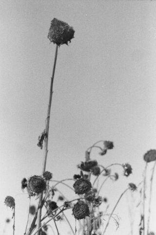 Schwarzweißfoto von verwelkten Sonnenblumen mit getrockneten Köpfen und kahlen Stängeln vor einem klaren Himmel.