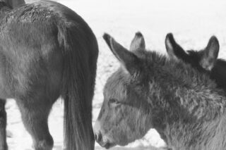 Schwarzweißfoto von zwei Eseln, die in einer verschneiten Außenumgebung eng beieinander stehen; ein Esel ist von hinten zu sehen, der andere im Profil.