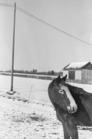 Ein Pferd steht auf einem schneebedeckten Feld in der Nähe eines Holzgebäudes und eines Telefonmasts; im Hintergrund ist eine flache, schneebedeckte Landschaft zu sehen.