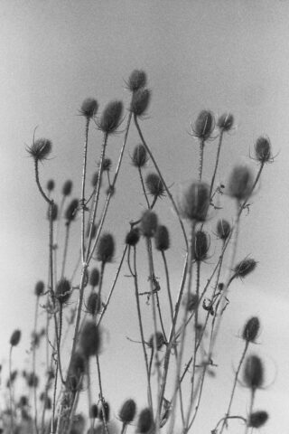 Schwarzweißfoto von hohen, stacheligen Distelpflanzen mit unscharfem Himmel im Hintergrund.