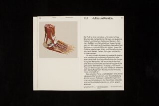 Auf einer Lehrbuchseite ist links eine detaillierte anatomische Abbildung eines menschlichen Fußes und rechts ein deutscher Text über den Aufbau und die Funktion des Fußes zu sehen.