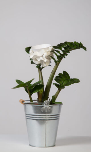 Eine grüne Topfpflanze mit dicken Stielen und Blättern steht in einem kleinen silbernen Metalleimer, an der Pflanze ist eine weiße Kunstblume befestigt.