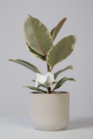 Ein Gummibaum im Topf mit großen grünen und cremefarbenen Blättern, an dessen Stiel ein kleines weißes geometrisches Objekt befestigt ist, vor einem schlichten hellen Hintergrund.