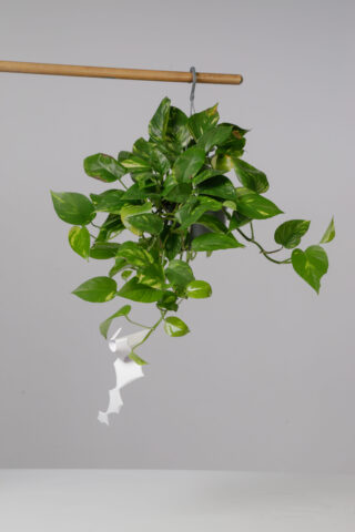 Eine grüne Efeutute mit herzförmigen Blättern hängt an einem Haken vor einem schlichten grauen Hintergrund.